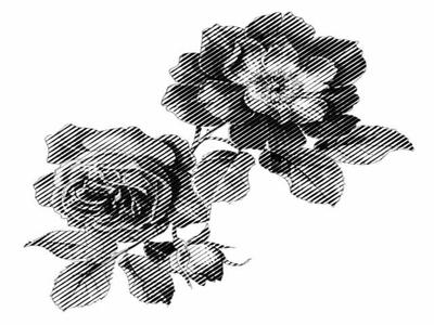 櫻花